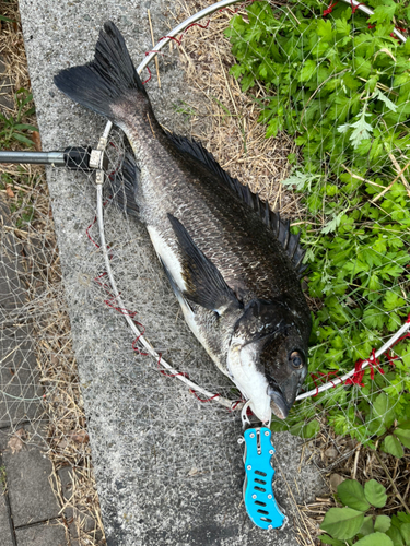 チヌの釣果