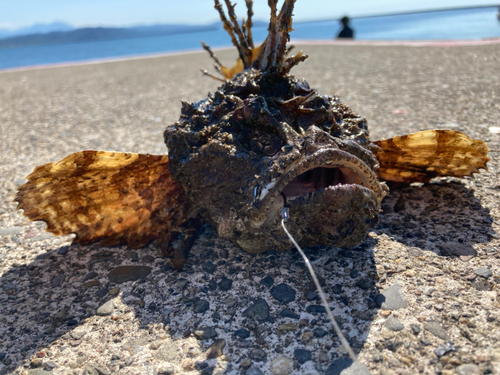 オニオコゼの釣果