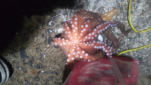 タコの釣果