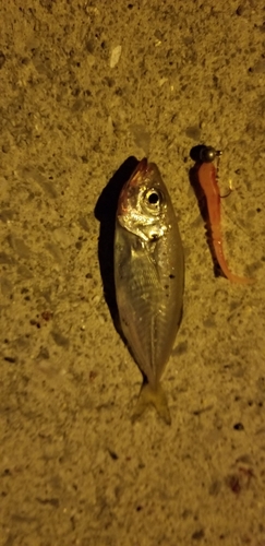 マアジの釣果