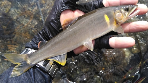 アユの釣果