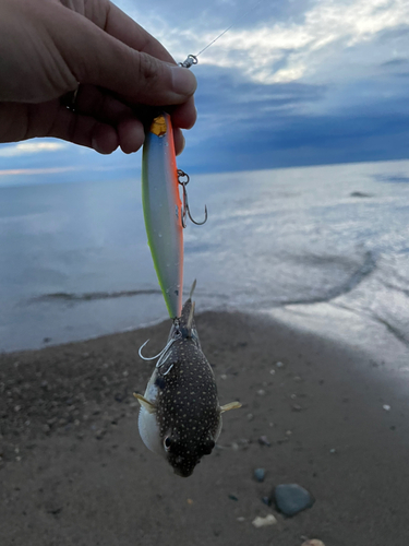 エイの釣果