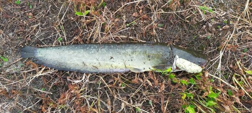 ニホンナマズの釣果