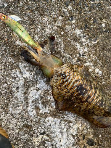 アオリイカの釣果