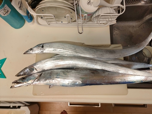 タチウオの釣果