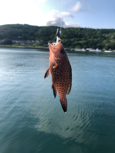 ハタの釣果