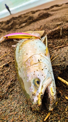 アメマスの釣果