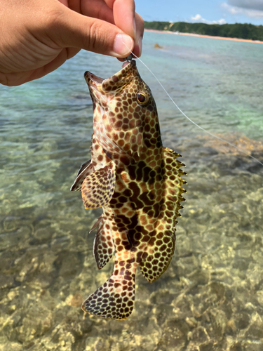 イシミーバイの釣果