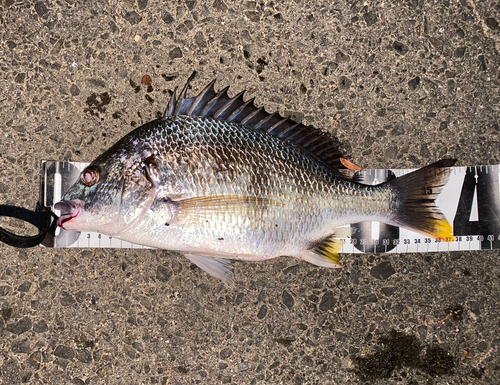 キビレの釣果