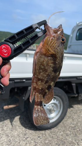 アナハゼの釣果