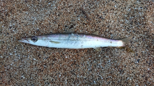 カマスの釣果