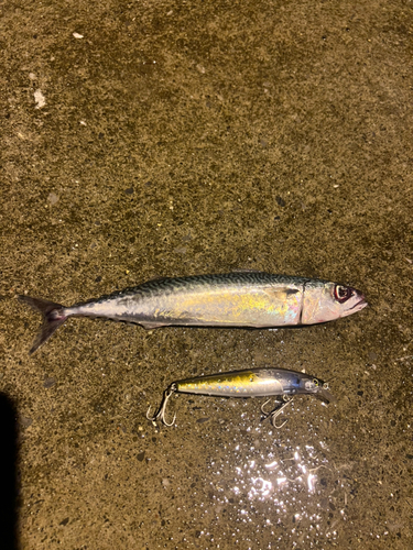 マサバの釣果