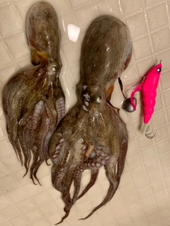 タコの釣果