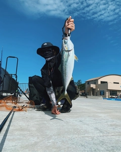 イナダの釣果