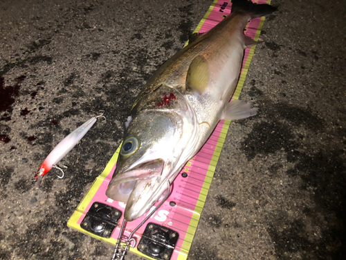 シーバスの釣果