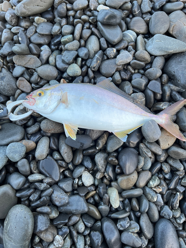 ショゴの釣果