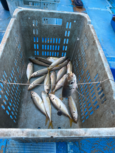 マアジの釣果