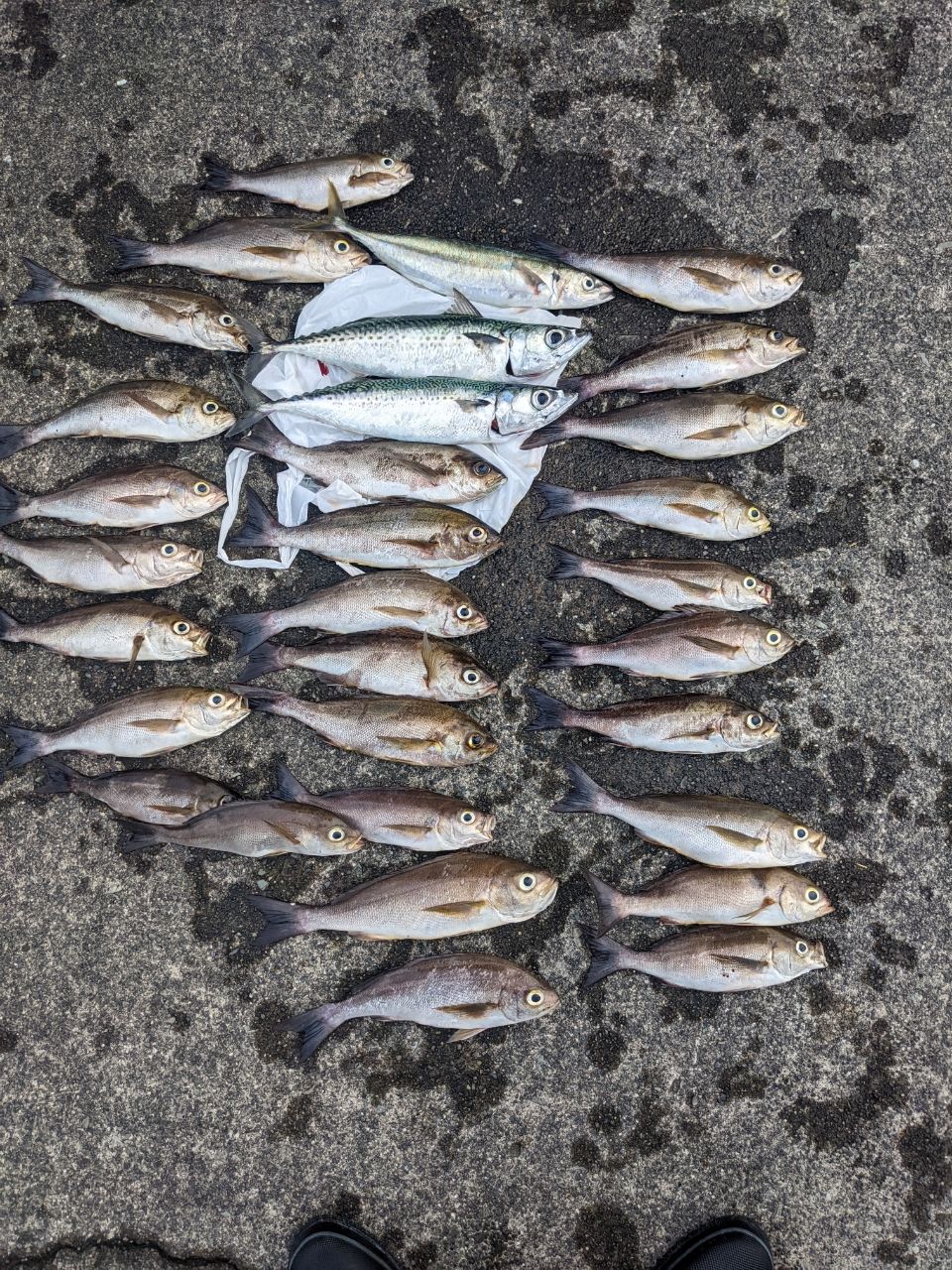 🚚トラ吉 🐟さんの釣果 2枚目の画像