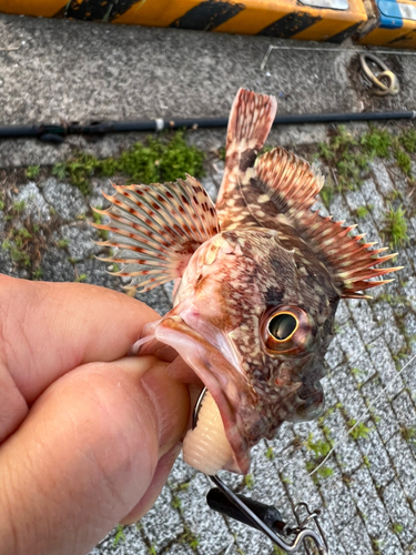 アラカブの釣果