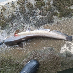 マナマズの釣果