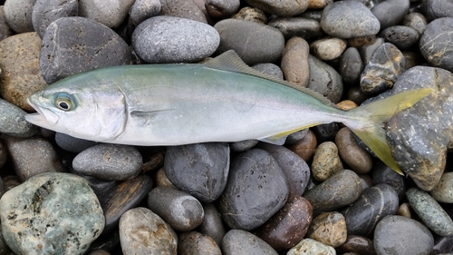 ワカシの釣果