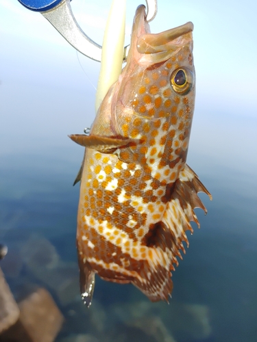 キジハタの釣果