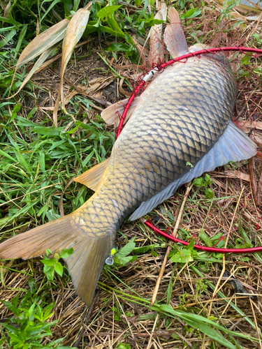 コイの釣果