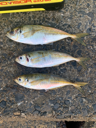 アジの釣果