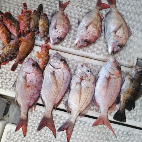 タイの釣果