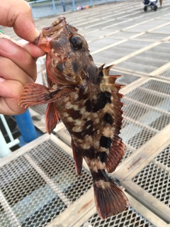 カサゴの釣果