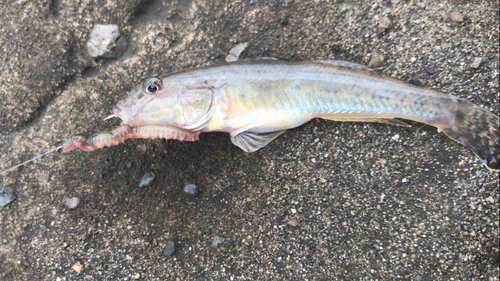 マハゼの釣果