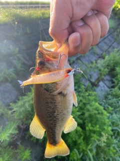 ブラックバスの釣果