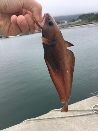 ドンコの釣果