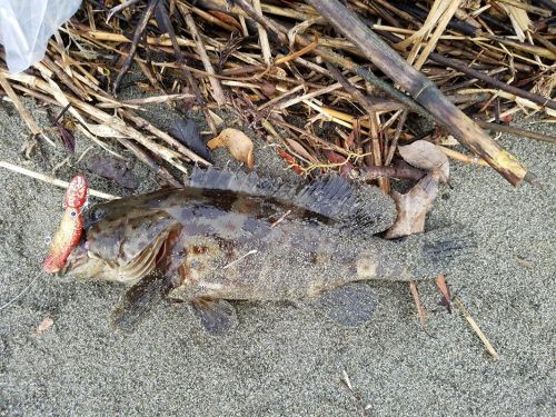 チャイロマルハタの釣果