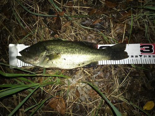 ブラックバスの釣果