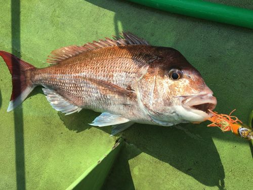 マダイの釣果