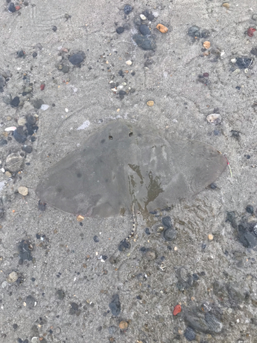 ツバクロエイの釣果