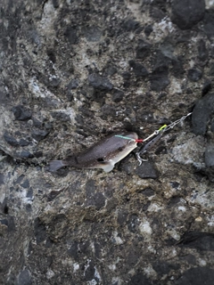 クサフグの釣果