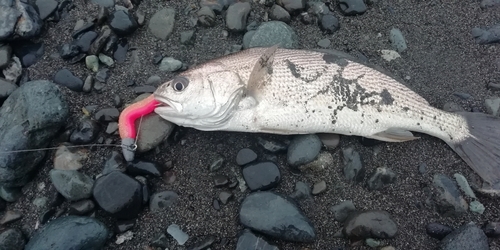 ニベの釣果