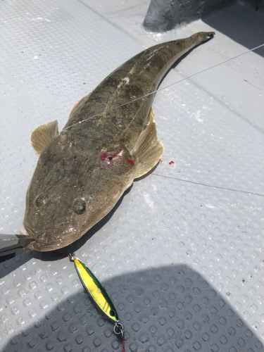 マゴチの釣果