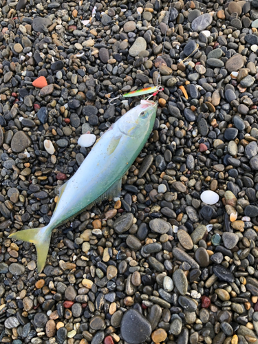 ワカナゴの釣果