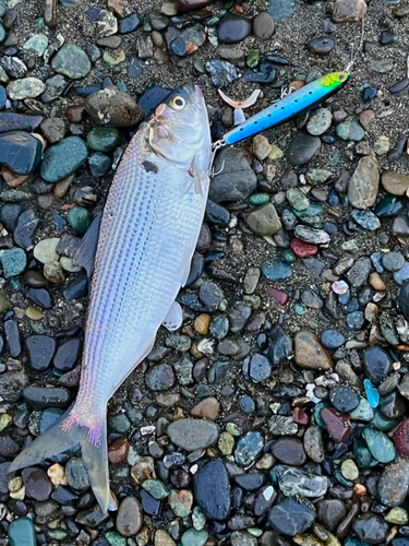 コノシロの釣果