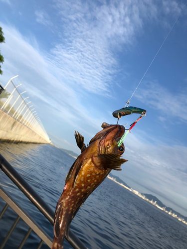 ガシラの釣果