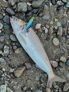 コノシロの釣果