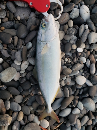 ツバスの釣果