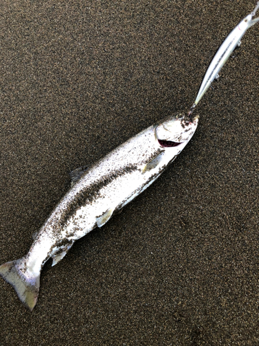 アメマスの釣果