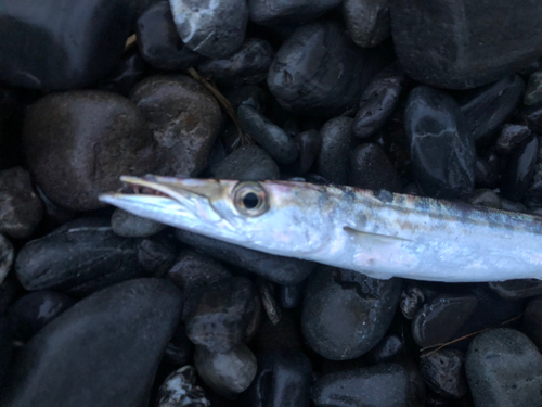 カマスの釣果