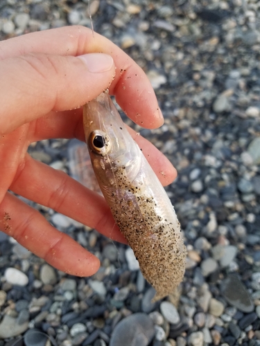 キスの釣果