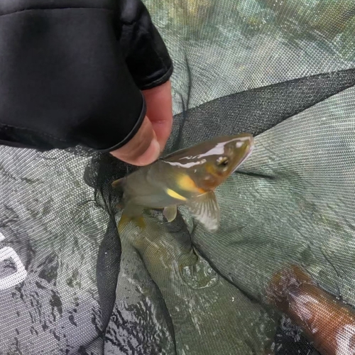 アユの釣果