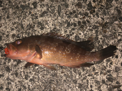 アコウの釣果